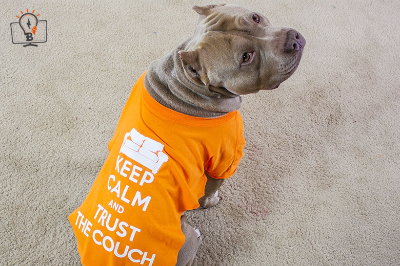 T-Shirt Design Software for Pets